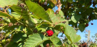 Mure si Zmeura de pe JIU