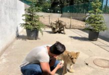 „Animalele de la Grădina zoologică primesc apă și hrană după rețetare stabilite de către medicii veterinari”, declara conducerea RAADPFL