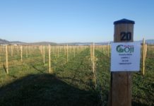 La mulți ani, Goji Bio Brașov!