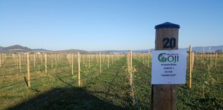 La mulți ani, Goji Bio Brașov!