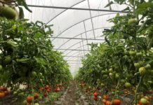 Au inceput sa se faca platile catre beneficiarii programului Tomata 2020