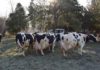 SCDA Simnic – locul unde se afla o colectie genetica de vaci cu lapte, fara egal in tara ca potential biologic
