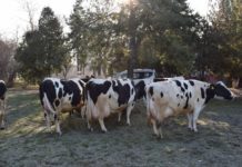 SCDA Simnic – locul unde se afla o colectie genetica de vaci cu lapte, fara egal in tara ca potential biologic