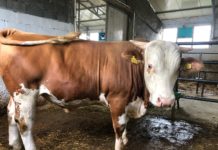 Crescătorii de animale cer să fie redeschise târgurile de animale, locul unde puteau să își valorifice munca și să interacționeze direct cu alți fermieri