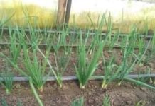 Solarul de legume, afacerea ideala pentru o familie din mediul rural.