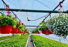 In serele inginerului Ion Bodarnea de la Beharca pregatirile sunt in toi. Clientii sunt nerabdatori sa-si pregateasca gradinile, terasele si balcoanele. Un mare succes l-au avut mix-urile de minipanselute