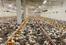 Avicola Bradesti – Ferma de pasari cu traditie si experienta vinde pui de carne, pui rasa mixta, pui de curca, de bibilica, boboci de rata si de gasca