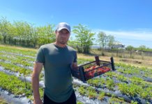 Căpșunele și zmeura de Badoși au cea mai bună savoare din România