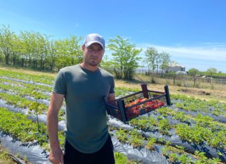 Căpșunele și zmeura de Badoși au cea mai bună savoare din România