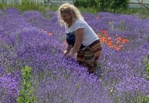 De la prima tufă de lavandă îngrijită cu multa dragoste si pasiune, Luminița și Mihai Virtineanu au astazi o cultura de „aur mov” de aproximativ 2000 mp în comuna Moțăței-Dolj