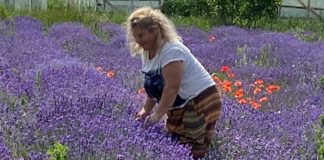 De la prima tufă de lavandă îngrijită cu multa dragoste si pasiune, Luminița și Mihai Virtineanu au astazi o cultura de „aur mov” de aproximativ 2000 mp în comuna Moțăței-Dolj