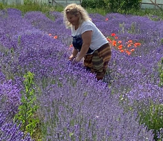 De la prima tufă de lavandă îngrijită cu multa dragoste si pasiune, Luminița și Mihai Virtineanu au astazi o cultura de „aur mov” de aproximativ 2000 mp în comuna Moțăței-Dolj