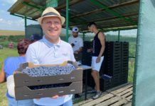 Afinele de Robănești merg în exclusivitate la export. În acest an recoltatul a început mai târziu pentru că ploile au întârziat coacerea afinelor