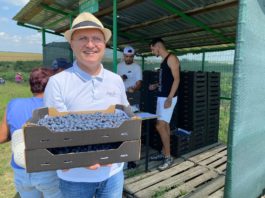 Afinele de Robănești merg în exclusivitate la export. În acest an recoltatul a început mai târziu pentru că ploile au întârziat coacerea afinelor