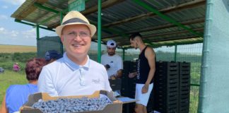 Afinele de Robănești merg în exclusivitate la export. În acest an recoltatul a început mai târziu pentru că ploile au întârziat coacerea afinelor