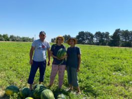 Lubenițele de Dabuleni au ajuns în piețele din țară .În engross-ul din localitate acestea se vând cu prețuri cuprinse între 0,80-1 leu/kilogram