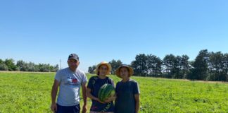 Lubenițele de Dabuleni au ajuns în piețele din țară .În engross-ul din localitate acestea se vând cu prețuri cuprinse între 0,80-1 leu/kilogram