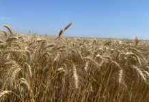 A început recoltatul grâului. Fermierii din Padea-Dolj declară ca vor obține producții cuprinse între 6500 și 8000 kg/ha