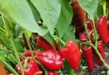 A început recoltatul ardeiul Kapia – hibrid Kaptur. Fermierul Petre Radu din satul Cioroiu-Nou, Dolj obține în fiecare an recolte foarte bune