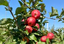 În livada superintensivă a fermei familei Tache din Ghidici,întinsă pe o suprafață de peste 18 ha ,este vreme culesului merelor aromate