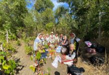 A început culesul viilor în satele Olteniei