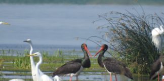 Habitate de interes comunitar, ecologizate și refăcute din fonduri europene