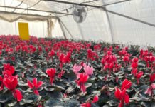 S- a dat startul vânzărilor de flori din serele de la Beharca. Doritorii de frumos sunt așteptați să cumpere cyclamen și primule