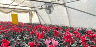 S- a dat startul vânzărilor de flori din serele de la Beharca. Doritorii de frumos sunt așteptați să cumpere cyclamen și primule