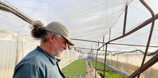 Ferma Baronescu de la Perișor livrează verdețuri proaspete și răsaduri de calitate