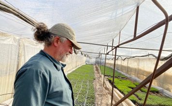 Ferma Baronescu de la Perișor livrează verdețuri proaspete și răsaduri de calitate