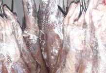 Microferma Cârcea a început să livreze comenzile cu miei pentru Sărbătorile Pascale. Prețul cărnii de miel este de 25 lei/ kg (viu) și 35 lei/ kg (tăiat)