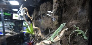 Sâmbătă, 18 iunie, începând de la ora 10:00, copiii sunt invitați să viziteze Terariul amplasat în incinta Grădinii Zoologice din Craiova