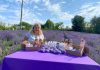 Cultura de „aur mov” din satul Câmpeni, Dolj, deținută de familia Virtineanu Luminița și Mihai, atrage zeci de vizitatori dornici de ședințe foto în lanul de lavandă