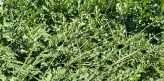 Lubenițele de Dăbuleni au luat calea piețelor din întreaga țară