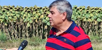 „În acest an, seceta ne- a afectat culturile. Unde nu am irigat, din păcate, producțiile au fost foarte mici. Spre exemplu, la floarea soarelui vom recolta doar 1500 de kg/ ha în zonele neirigate.”, declară Costel Iancu – fermier Padea, Dolj