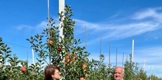 Livada de la Ghidici, una dintre cele mai moderne din județul Dolj