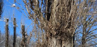 Datini, tradiții și obiceiuri în luna februarie, numită și Făurar în tradiția populară