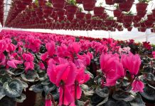 Serele de la Beharca, un adevărat paradis