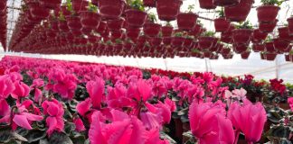 Serele de la Beharca, un adevărat paradis