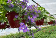 Explozie de culori și miresme în serele de flori din Beharca, Dolj. În acest sezon, inginerul Ion Bodârnea vine cu o surpriză pentru iubitorii de flori: „Anul acesta le prezentăm cliențor un aranjament foarte frumos pentru înfrumusețarea balcoanelor și grădinilor: mixul de mușcate și flori de bacopa.”