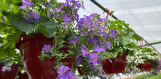 Explozie de culori și miresme în serele de flori din Beharca, Dolj. În acest sezon, inginerul Ion Bodârnea vine cu o surpriză pentru iubitorii de flori: „Anul acesta le prezentăm cliențor un aranjament foarte frumos pentru înfrumusețarea balcoanelor și grădinilor: mixul de mușcate și flori de bacopa.”