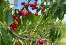 În livada de la Ghidici-Dolj a început culesul cireșelor de iunie, din soiurile Kordia și Regina