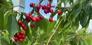 În livada de la Ghidici-Dolj a început culesul cireșelor de iunie, din soiurile Kordia și Regina