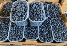 Recoltatul afinelor de Robănești a ajuns la final!