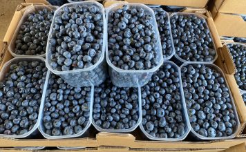 Recoltatul afinelor de Robănești a ajuns la final!