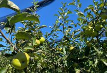 Merele și prunele din livada familiei Nicu din localitatea Țuglui, Dolj vor ajunge în curând în piețele din România