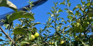 Merele și prunele din livada familiei Nicu din localitatea Țuglui, Dolj vor ajunge în curând în piețele din România