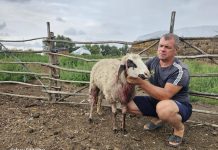 Oi și capre ucise de șacali în aceasta dimineața în comuna Gighera