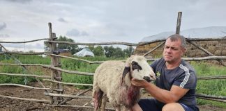 Oi și capre ucise de șacali în aceasta dimineața în comuna Gighera