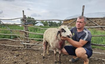 Oi și capre ucise de șacali în aceasta dimineața în comuna Gighera